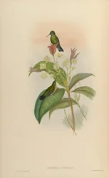 Eucephala caerula = Chlorestes notata notata